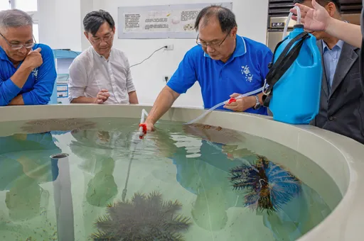 保護東沙島珊瑚礁!「東沙突棘隊」已移除破萬隻棘冠海星