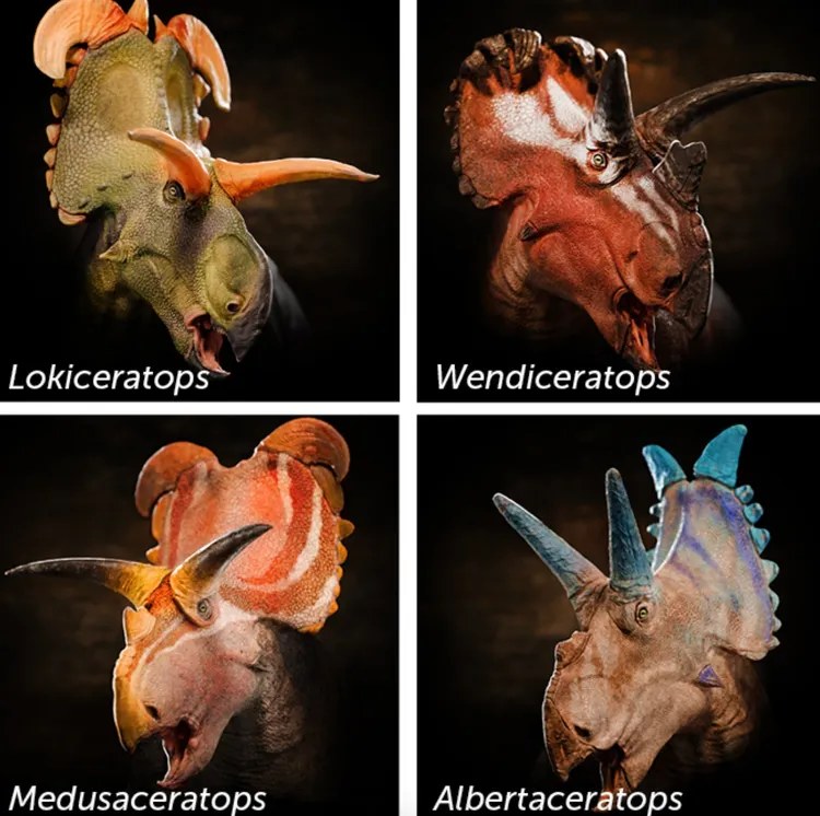 目前已確認的角龍物種，由左上順時鐘為洛基角龍、溫迪角龍（Wendiceratops）、阿爾伯塔角龍（Albertaceratops）、美杜莎角龍（Medusaceratops）的插畫。翻攝自Science News