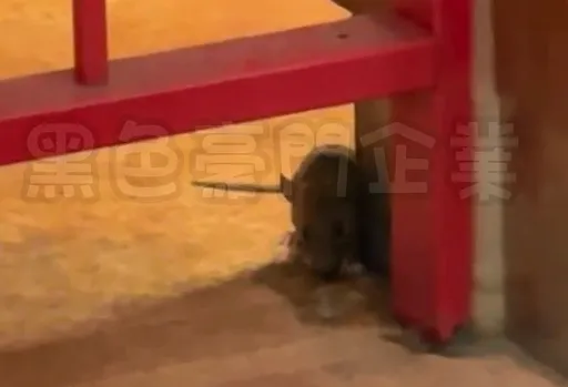 台中新光三越瓦城驚見「料理鼠王」　老鼠躲牆角進食！顧客驚呼太扯