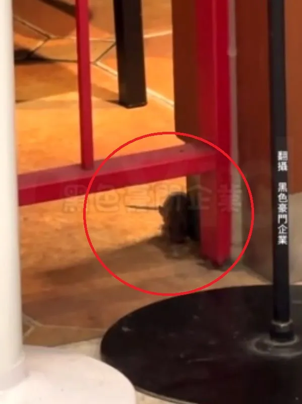 老鼠在瓦城門邊疑似也在進食。翻攝黑色豪門企業