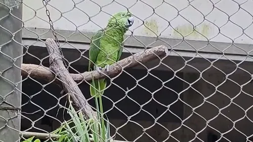 動物園鸚鵡唱出真心話　「我是一隻小小鳥，想要飛卻飛不高」