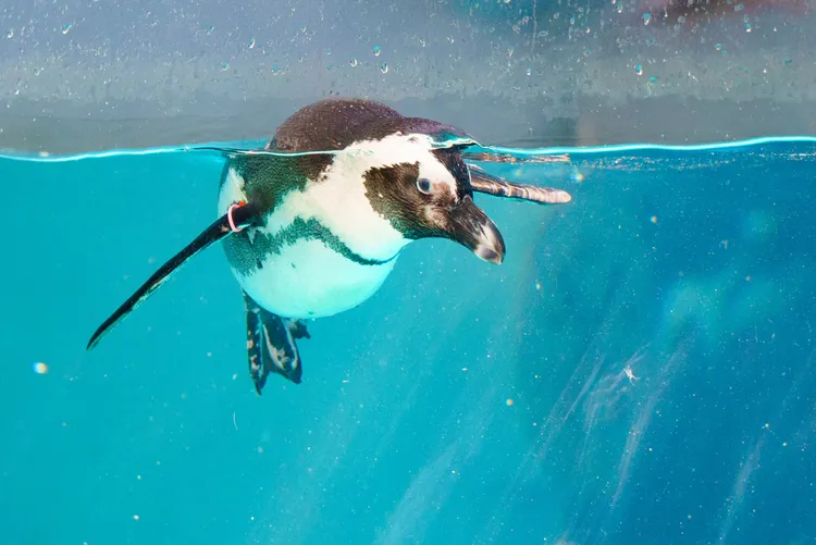 企鵝館的企鵝與透視玻璃。北市動物園提供