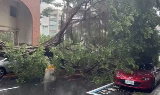 豪雨連炸北市災情多!9米路樹砸雙門跑車 千萬麥拉倫打滑撞毀