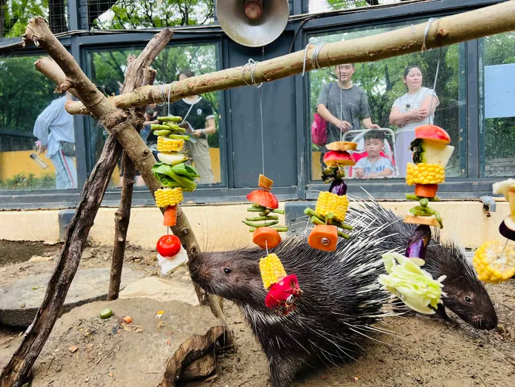 應景擺盤不只讓冠豪豬體驗不同的刺激，同時也是遊客觀察動物特徵的絕佳機會。觀光局提供