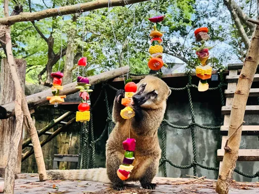 動物也過中秋!壽山動物園辦「野營派對」 大啖應景餐點