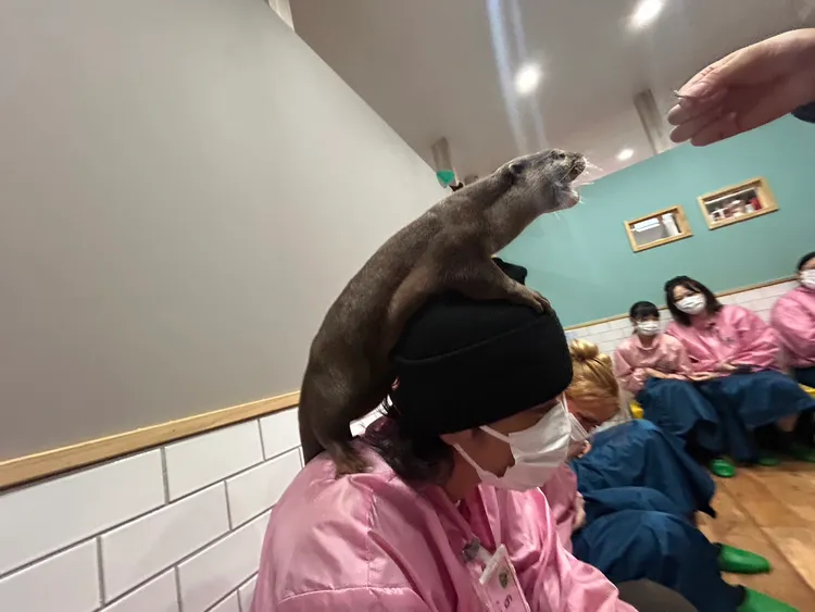 李浩瑋近距離與水獺互動。形上娛樂提供