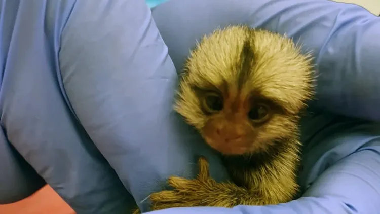 此次實驗中的幼年狨猴。翻攝自《Science》