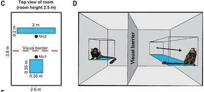 圖C和圖D描繪了實驗的空間配置，兩隻狨猴被安置在一個有視覺隔板隔開的房間內。翻攝自《Science》