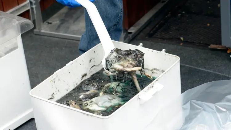 亞當斯在2019年展示一鍋充滿酒精和老鼠屍體的「老鼠湯」。翻攝自《紐約郵報》