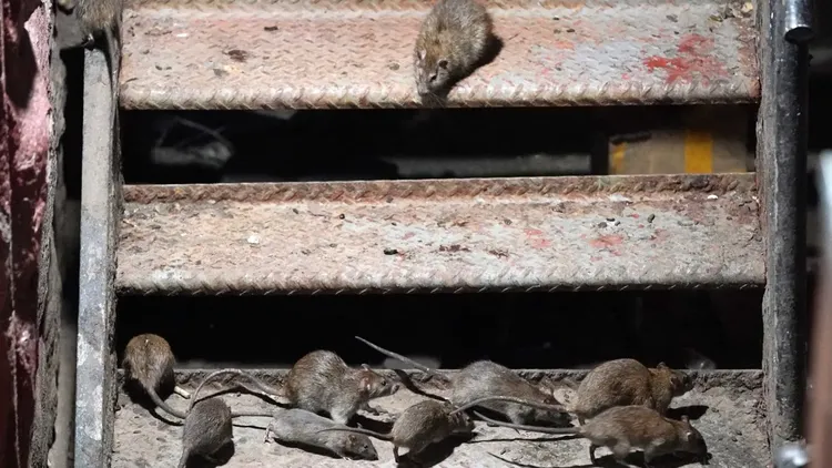 亞當斯小時候家中常出現老鼠。翻攝自《紐約郵報》