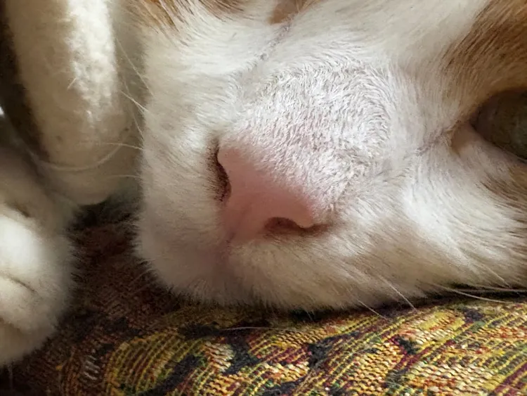 iPhone 16 Plus在微距的表現上也是相當清晰。趙筱文 攝