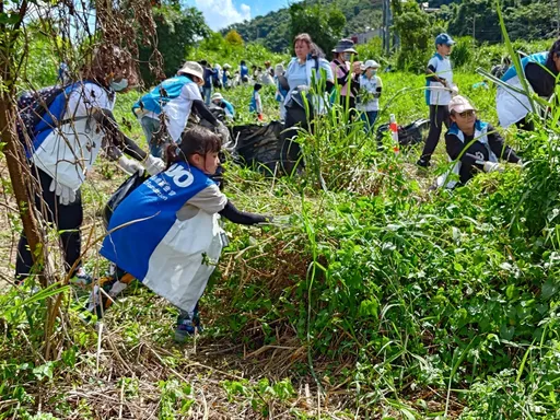 清除「綠色殺手」! 桃園動員300人移除1560公斤小花蔓澤蘭