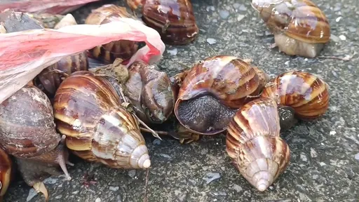 托福松下毒蝸牛小米粽殺人? 菜農譏名醫「憑他的智慧我很難解釋」