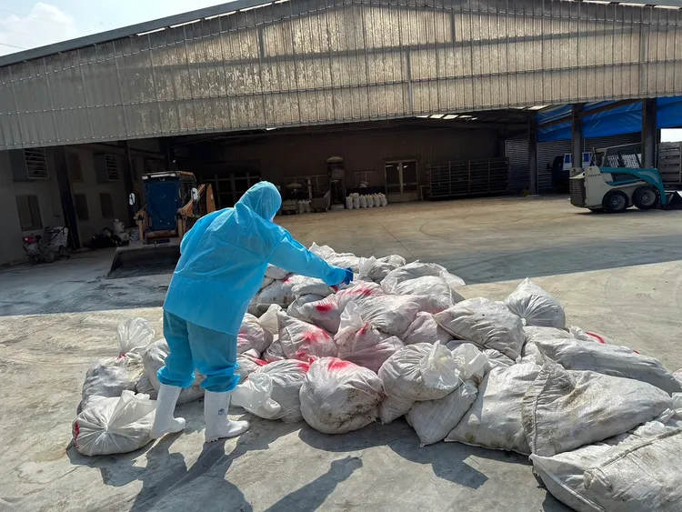 彰化縣動物防疫所共撲殺3萬4236隻鵪鶉。縣府提供