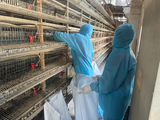 彰化鹿港養禽場確診新型H5N1禽流感 撲殺3.4萬隻鵪鶉