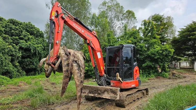 那塔帕稱因怕125隻暹羅鱷因洪水逃脫而將它們電死。翻攝自FB@Natthapak Khumkad