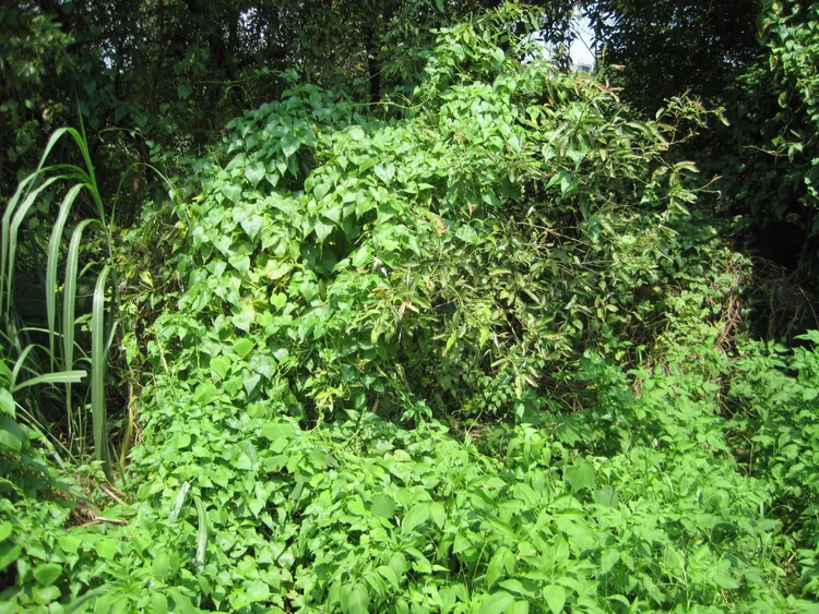 國際自然保護聯盟（IUCN）將小花蔓澤蘭列為世界百大外來入侵種。農業局提供