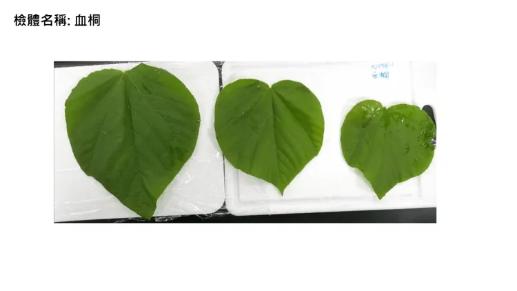 台東金峰鄉賓茂及壢坵部落，多人因食用「蝸牛小米粽」造成食物中毒已3死。食藥署提供