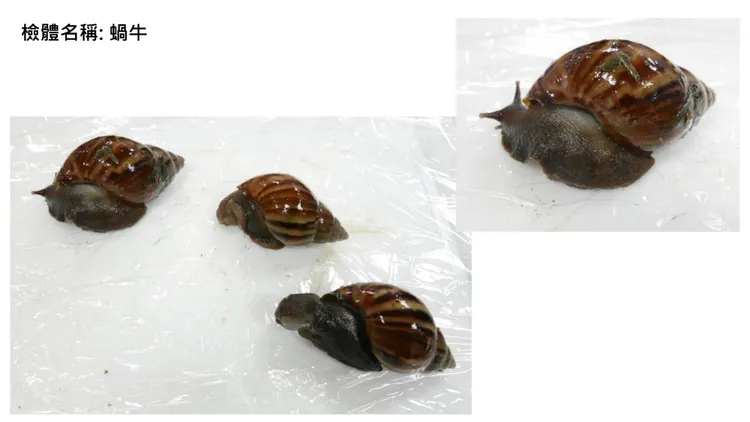 台東金峰鄉賓茂及壢坵部落，多人因食用「蝸牛小米粽」造成食物中毒已3死。食藥署提供