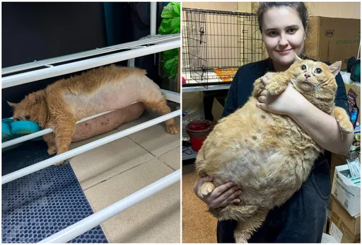 要憋笑!餅乾濃湯餵到飽的超胖虎斑貓 想逃出減肥營卻卡住了