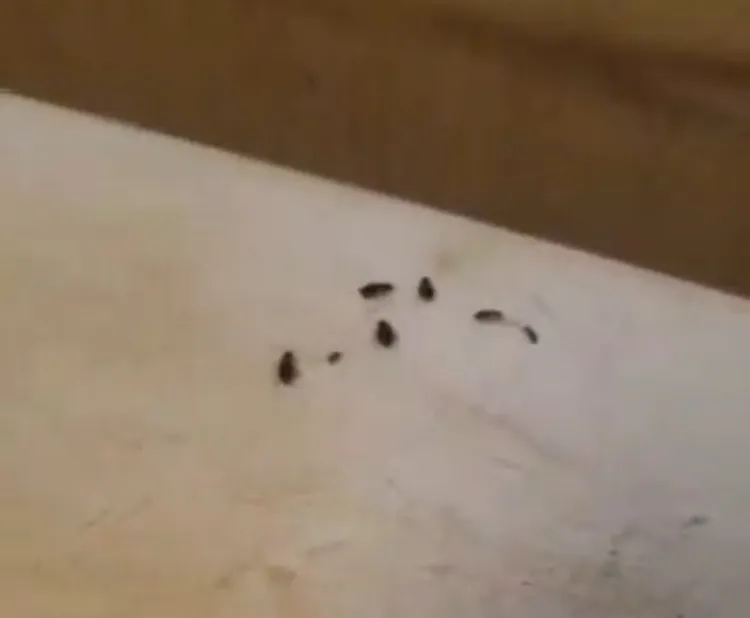 冷凍冰櫃上也有成群「小強」出沒，出餐的鍋物、食材都會放在上面。民眾提供