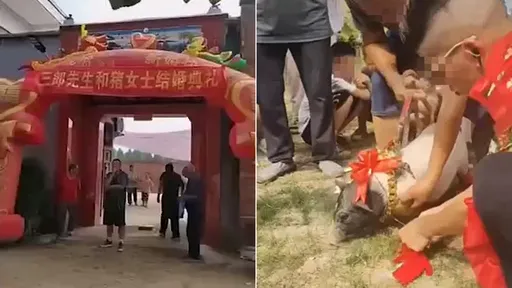 新娘真是一頭豬　我沒罵人！中國男人真就這樣幹的