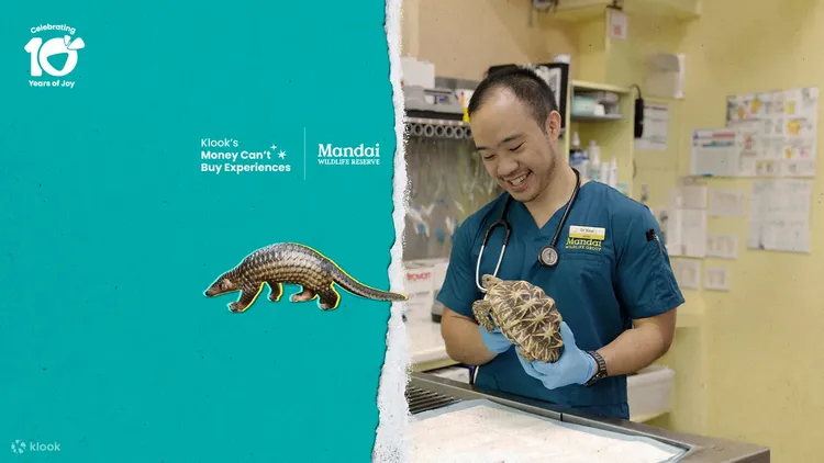 透過Klook「在新加坡野生動物保護區化身一日獸醫」，貼身了解獸醫的一天。業者提供