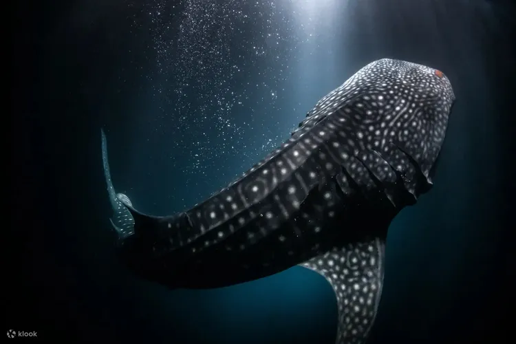 除了入住豪華海島別墅，於夜間浮潛時還有機會與雄偉的鯨鯊共游。業者提供