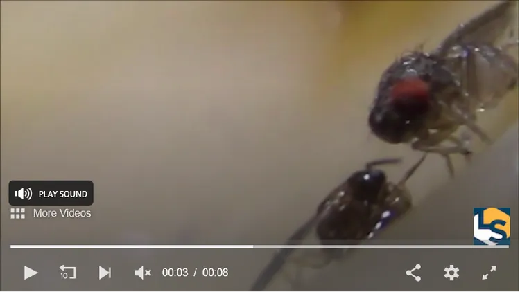 黃蜂在一瞬間用刺將幼蟲卵送入果蠅體內。Live Science