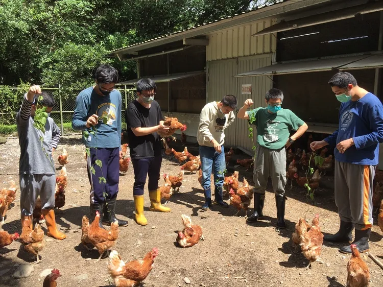 「黎明方舟畜牧場」以放牧的方式飼養蛋雞、培訓身心障礙者照料雞隻並採集雞蛋。業者提供