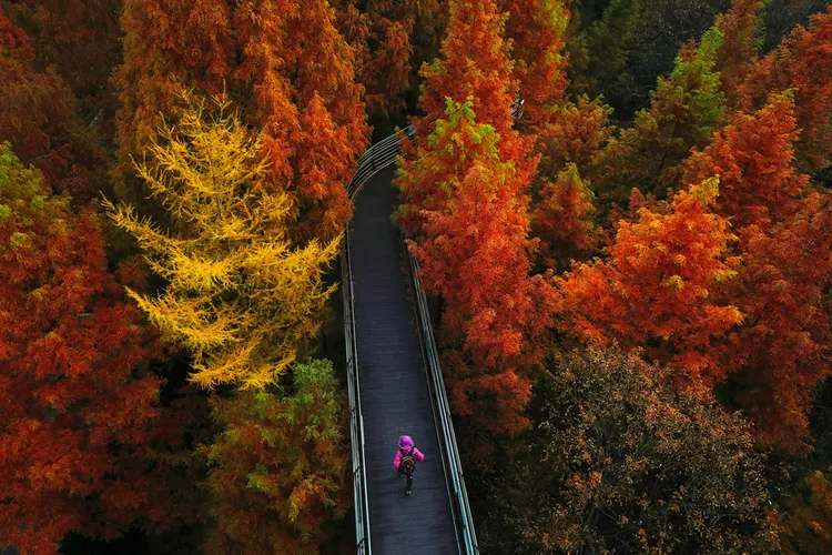 長泰山休養林擁有完善健康步道、童年遊戲區、植物園、生態池、林中教室等設施，相當適合親子遊。韓國觀光公社提供