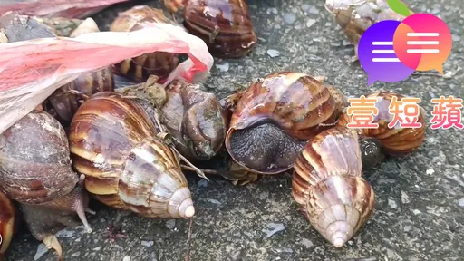 壹短蘋｜劇毒農藥含「濃烈蒜味」難不慎入口　快查蝸牛粽奪命真相