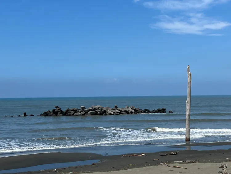 考量到雨水及潮汐沖刷，台江國家公園管理處將把樹幹放倒，避免發生危險。民眾提供