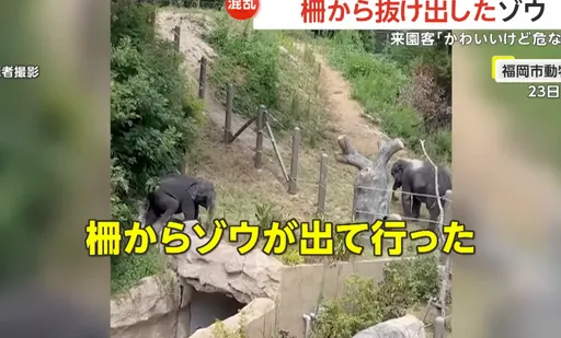 日本福岡動物園幼象三度脫逃　市長稱未獲報