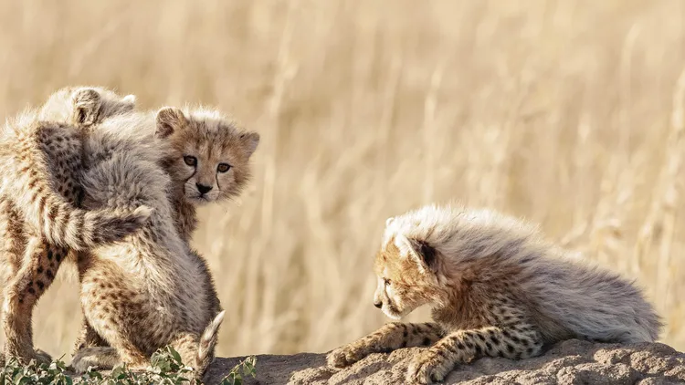 系列彩妝相關收益，將用作支持位在納米比亞的獵豹保育基金會。品牌提供