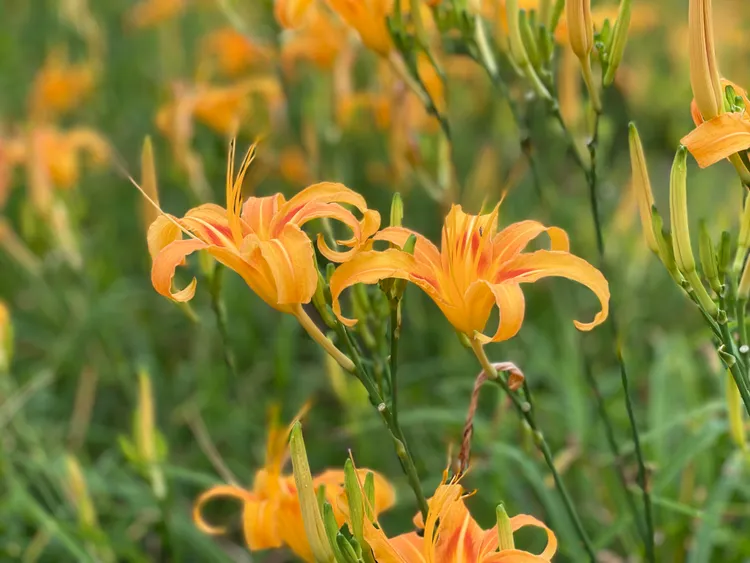 金針花全面盛開，吸引大批遊客搭乘奧丁丁體驗賞花專車搶拍金色花海。業者提供