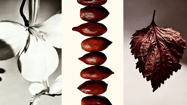 香氛主要香材為獨特的蝴蝶百合、神秘果以及廣藿香。品牌提供