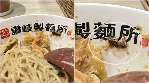 嚇瘋！吃烏龍麵碗裡整隻蟑螂見客　店員瞎回「天氣熱」讚岐製麵所出面道歉