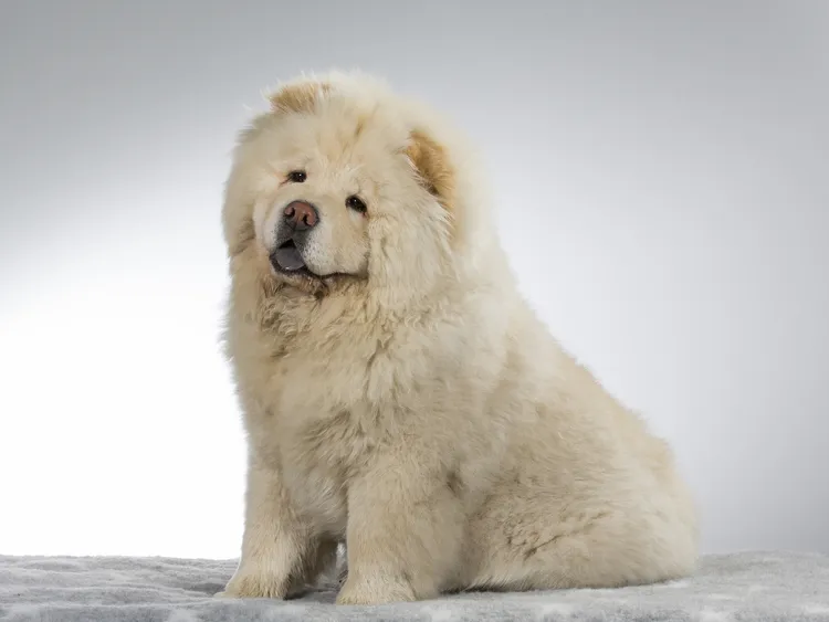 鬆獅犬原來的真面目。zooplus.ie
