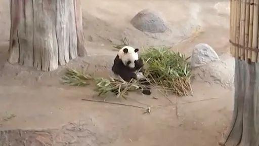 芬蘭動物園養不起中國貓熊! 血虧2.85億無奈淚別