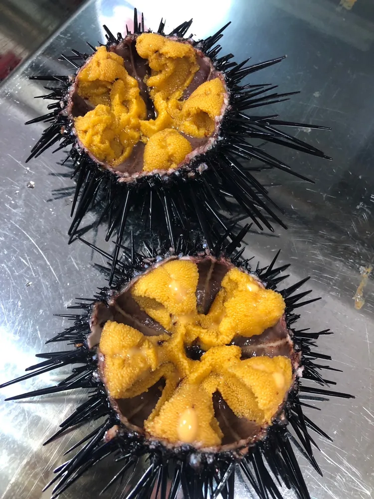 紫海膽新鮮現剖金黃色澤。漁業處提供