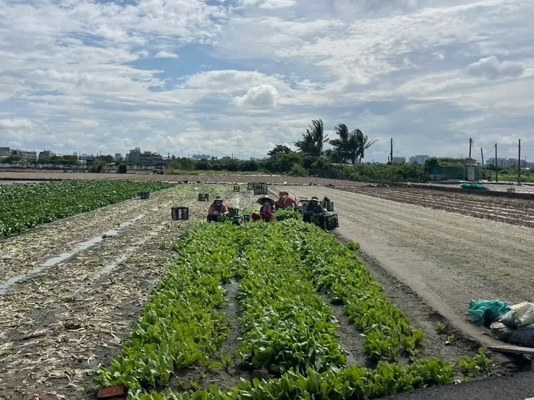 颱風逼近，農業設施應加強固定，並注意田間排水、做好各項防災準備。農業局提供