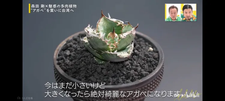 森田剛購入的「CJ13」龍舌蘭，通過海關植物檢疫便可在日本種植。翻攝bilibili