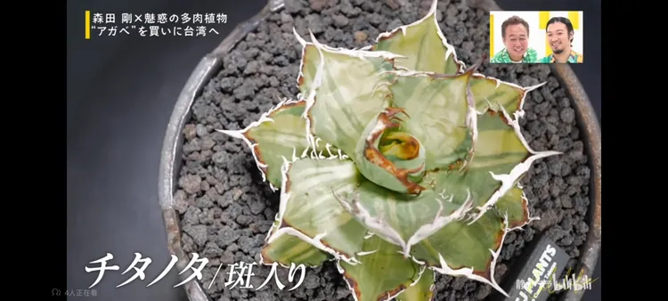 森田剛另外想購入有斑紋的龍舌蘭 ，但因僅有一盆價格超乎想像，最後斷念。翻攝bilibili