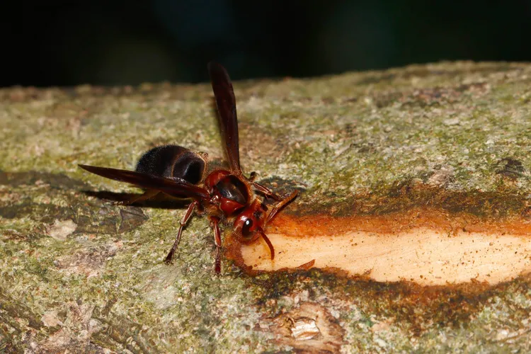 黑腹虎頭蜂重要的特徵：頭部紅褐色、腹部黑色。北市工務局提供