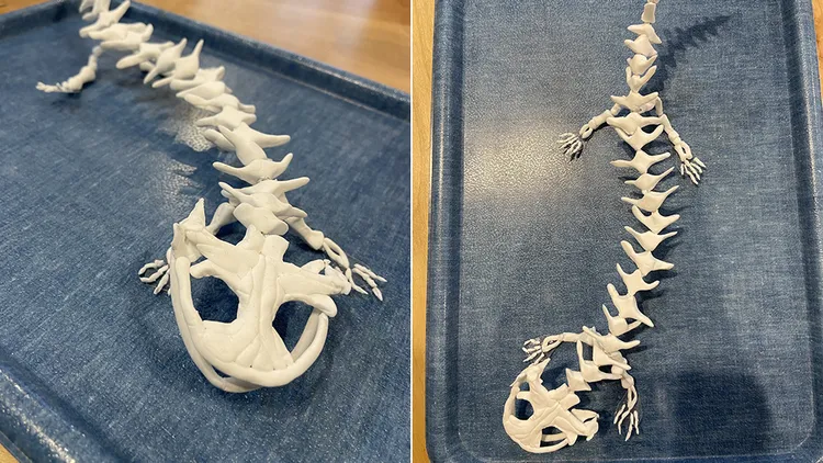 姊姊在小學二年級時製作的大鯢骨骼標本，家長認為妹妹如今會做企鵝骨骼標本，應該是受到姊姊的影響。翻攝自@funfan2nd X