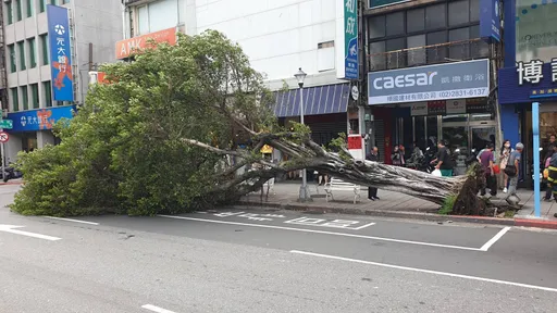 北市6公尺高路樹突倒塌　女路人衰遭壓傷腿送醫