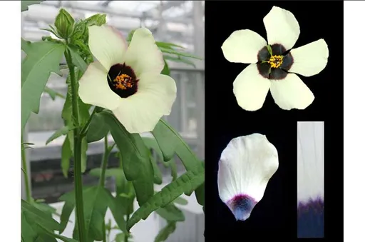 知道蜜蜂「爱大的」耍心机勾引 10秒影片能证明