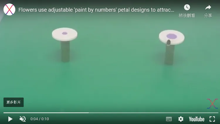 蜜蜂飛向較大的靶心。PHYS ORG