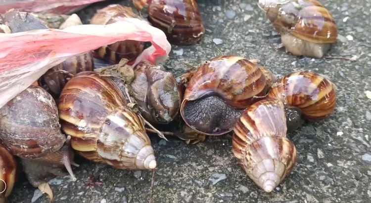 台東阿嬤疑似收受朋友農地內的鍋牛製作小米粽又沒煮熟，連她在內一共釀成4死慘劇。翻攝畫面